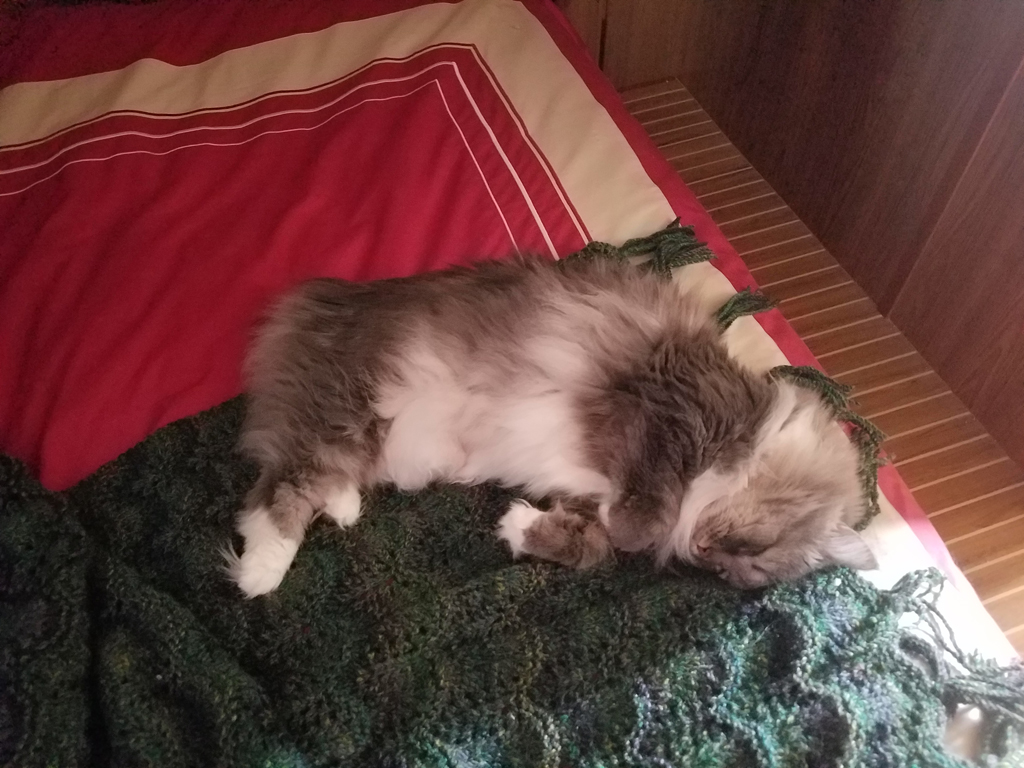 sleeping on the new throw